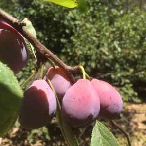 plum tree fruit